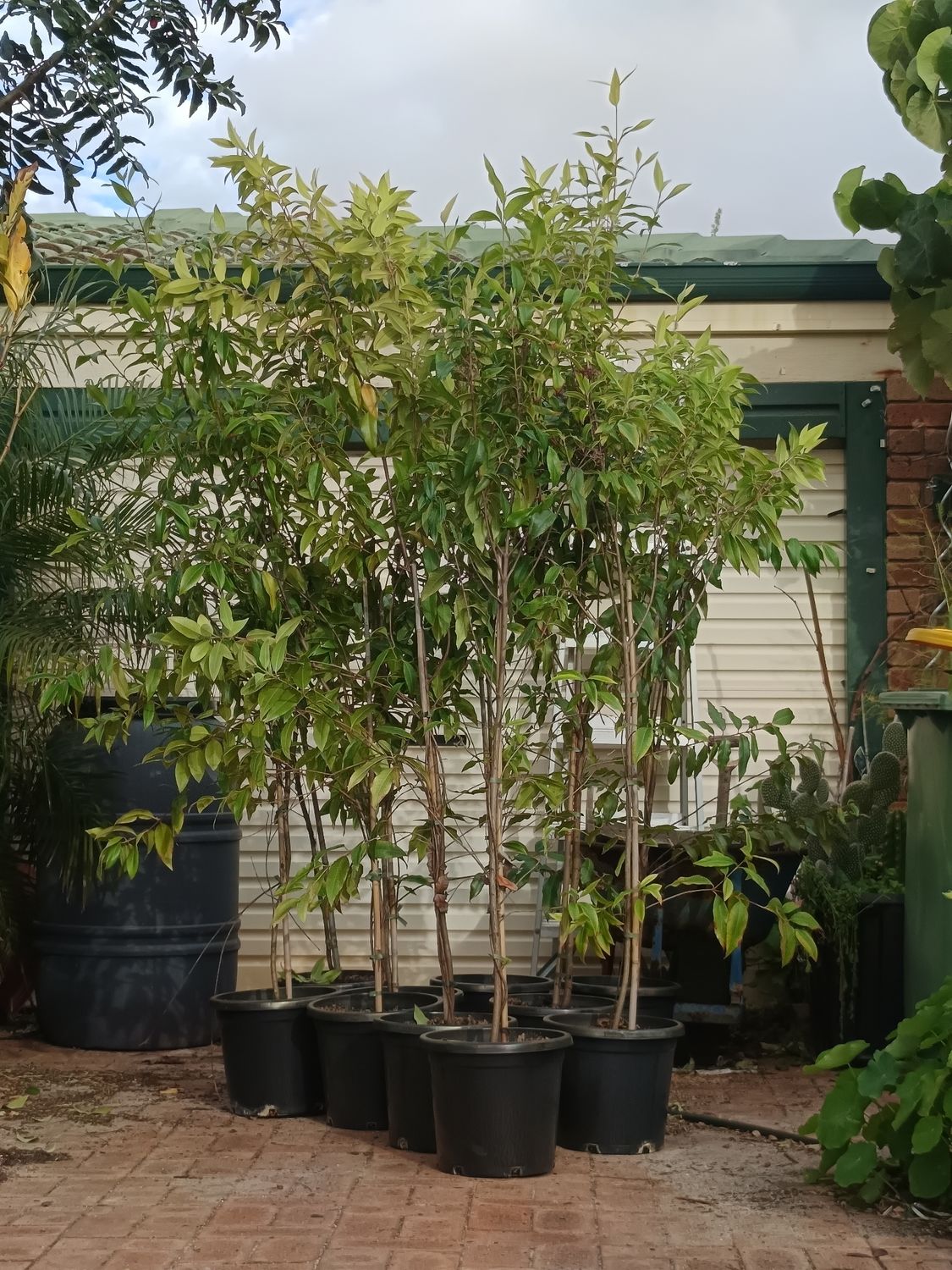 Lemon Myrtle