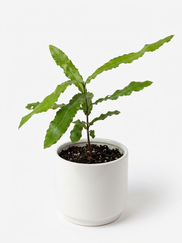 Macadamia Seedling