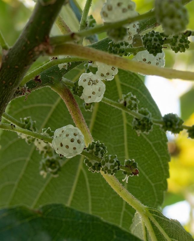 Native Mulberry