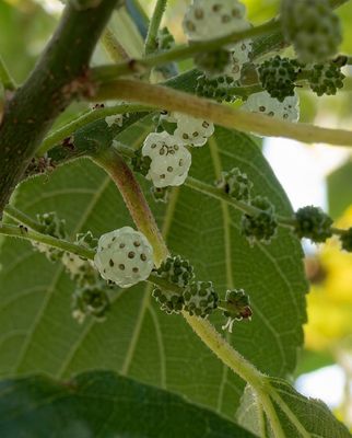 Native Mulberry