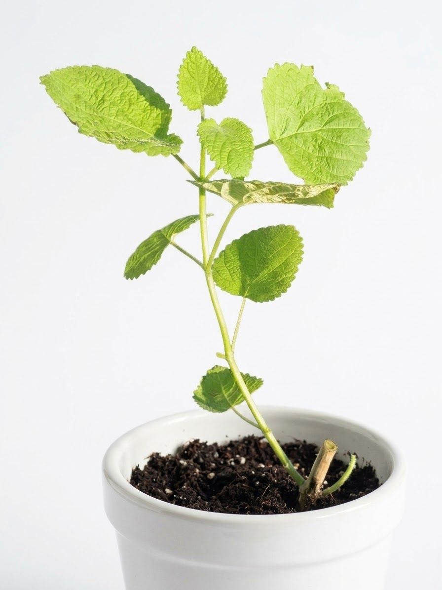 Nutmeg Bush