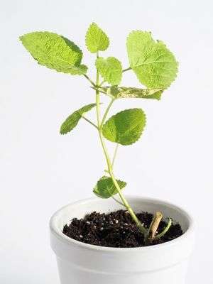 Nutmeg Bush