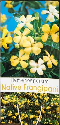 Native Frangipani
