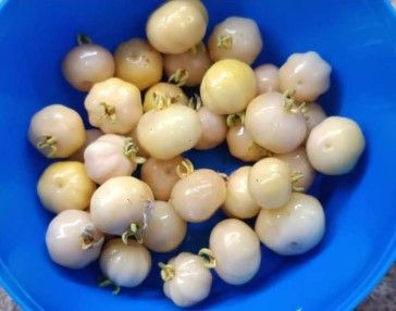 White Pitanga (3 Seeds)
