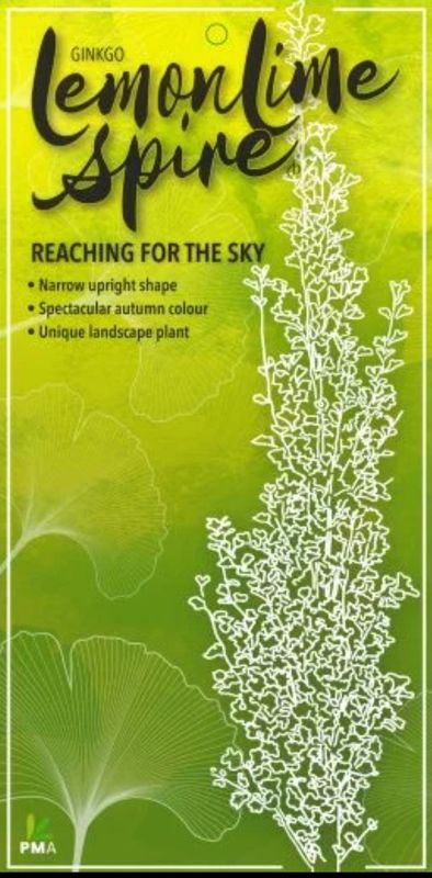 Ginkgo biloba 'Lemonlime Spire'