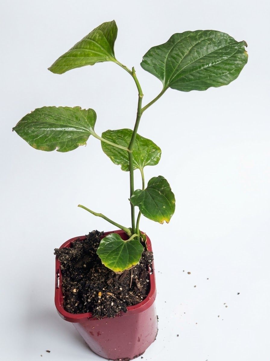 Betel Leaf - Asian Cooking