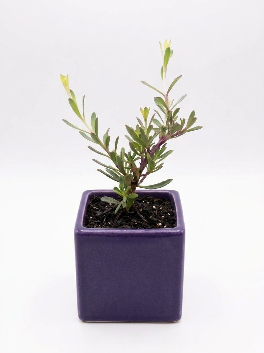 Purple Boobialla