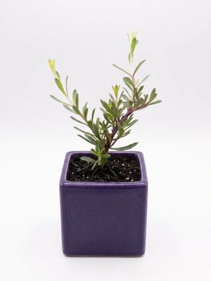 Purple Boobialla