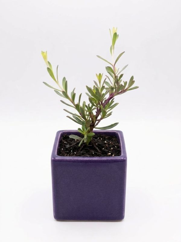 Purple Boobialla