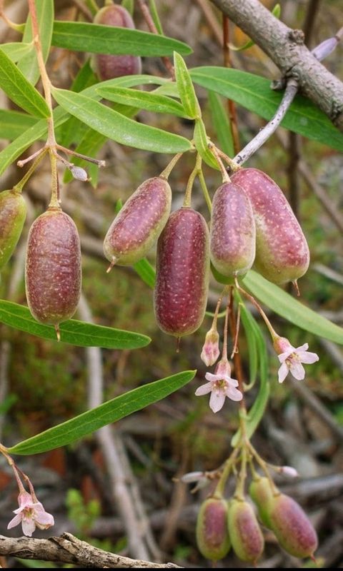 Sweet Appleberry Vine