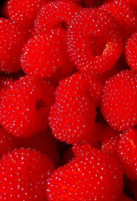 Atherton Raspberry