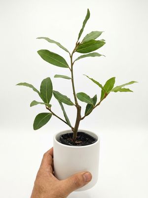Bayleaf Tree
