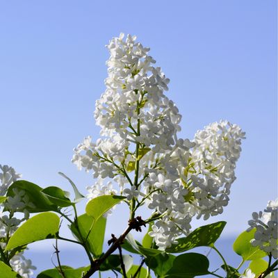 Wolf's Lilac