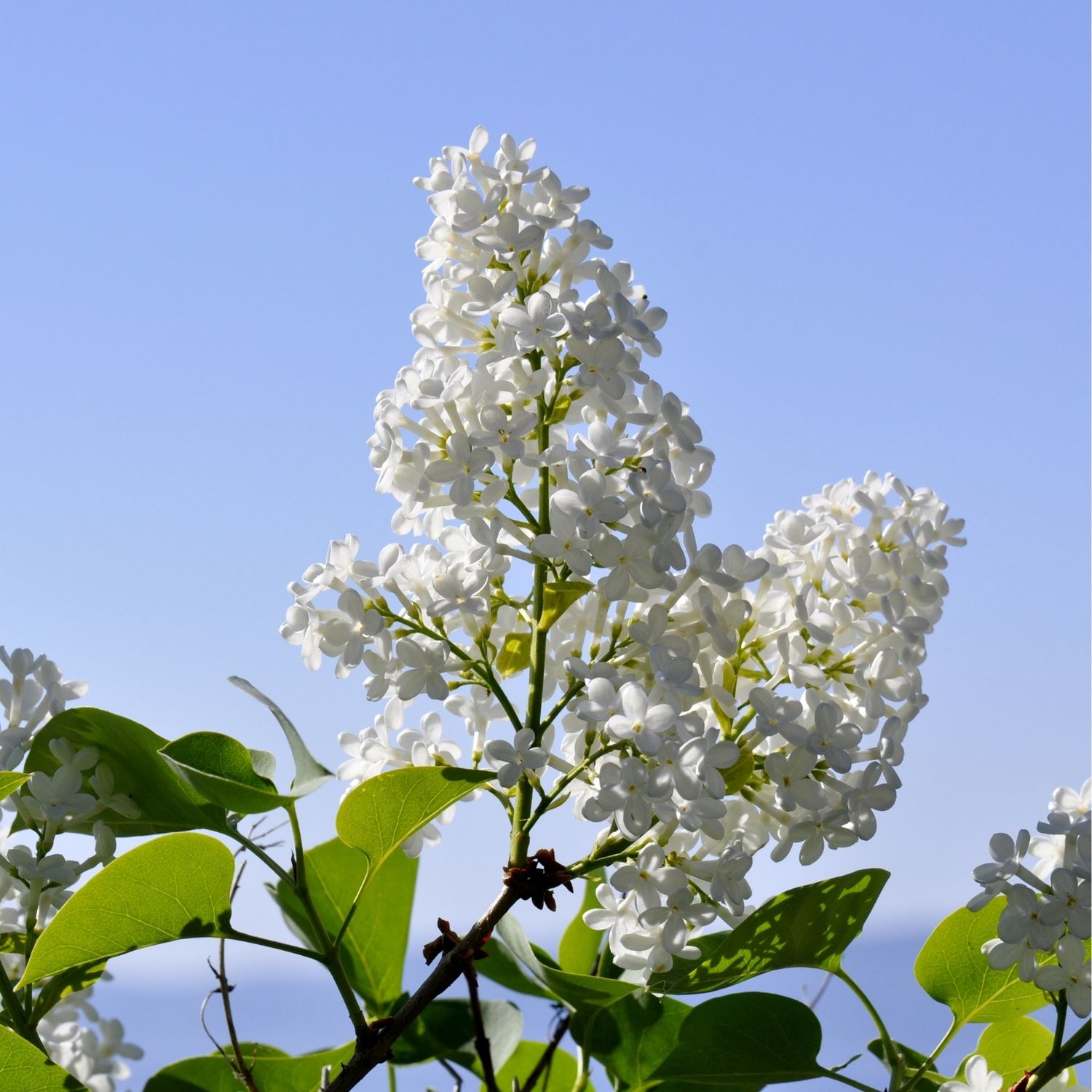 Wolf's Lilac