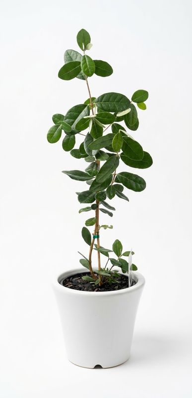 Mammoth Feijoa