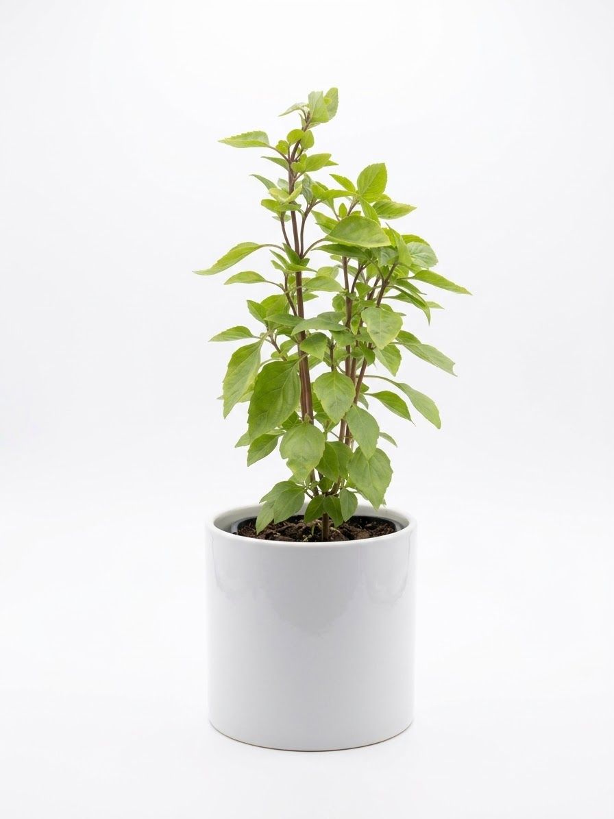 Greek Columnar Basil