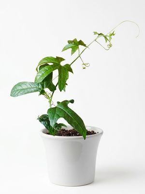 Gac Vine Pair
