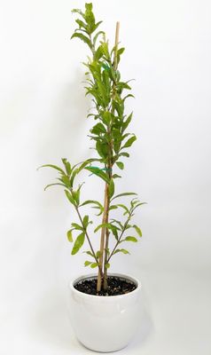 Dwarf Parfianka Pomegranate