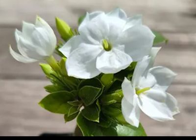 Arabian Jasmine