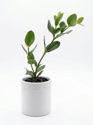 Carissa Green Carpet, Natal Plum