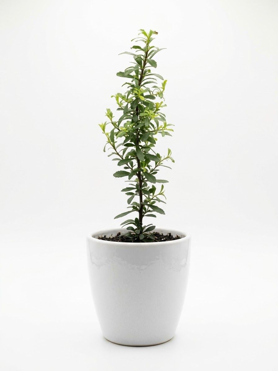 Christmas Bush