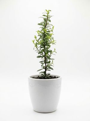 Christmas Bush