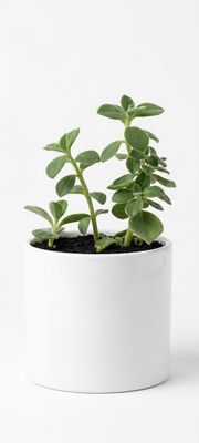 Mosquito Bush