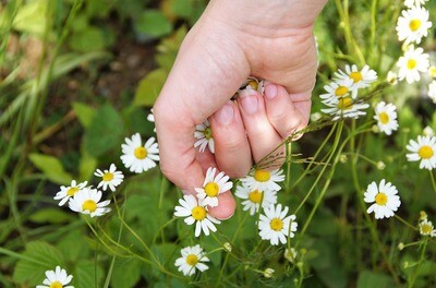 HERBS &amp; NATURAL PRODUCTS