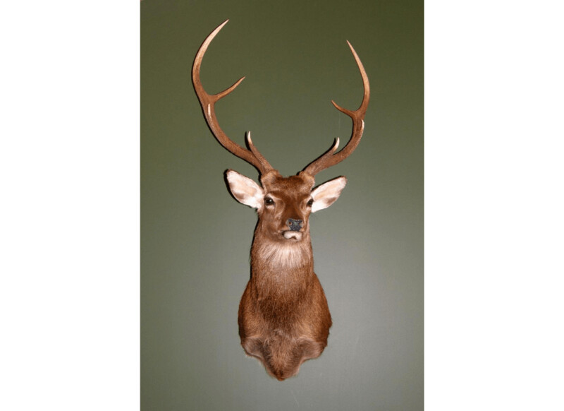 MTN Fallow/Sika Trophyhook