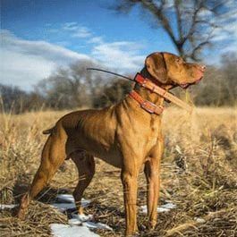 Dog Products