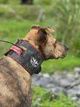 Gamegear Revolution Rip Collar