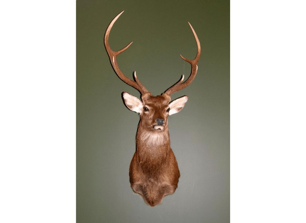 MTN Fallow/Sika Trophyhook