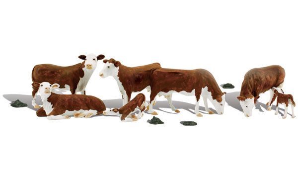 N HEREFORD COWS