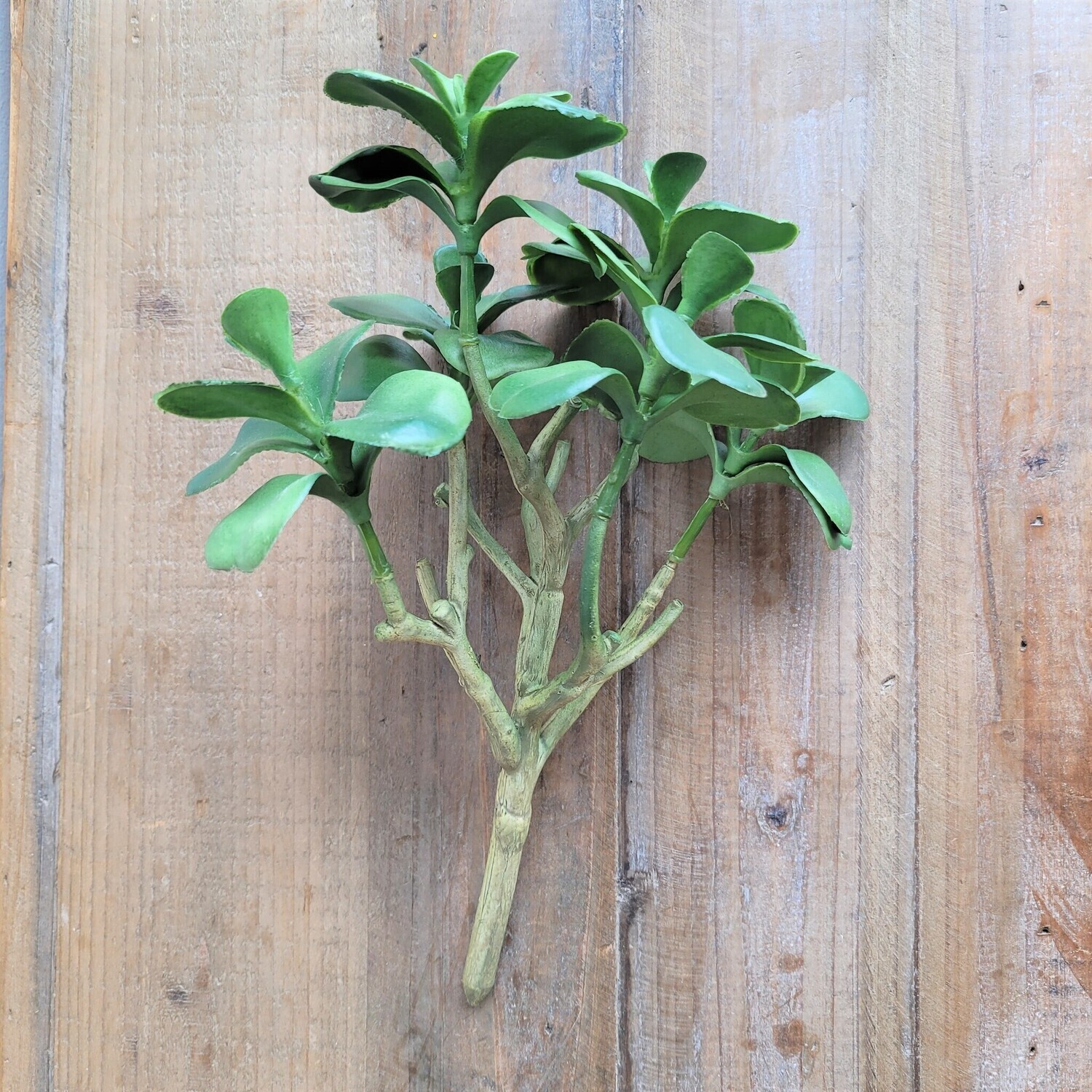 Kalanchoe Bush, 10&quot;