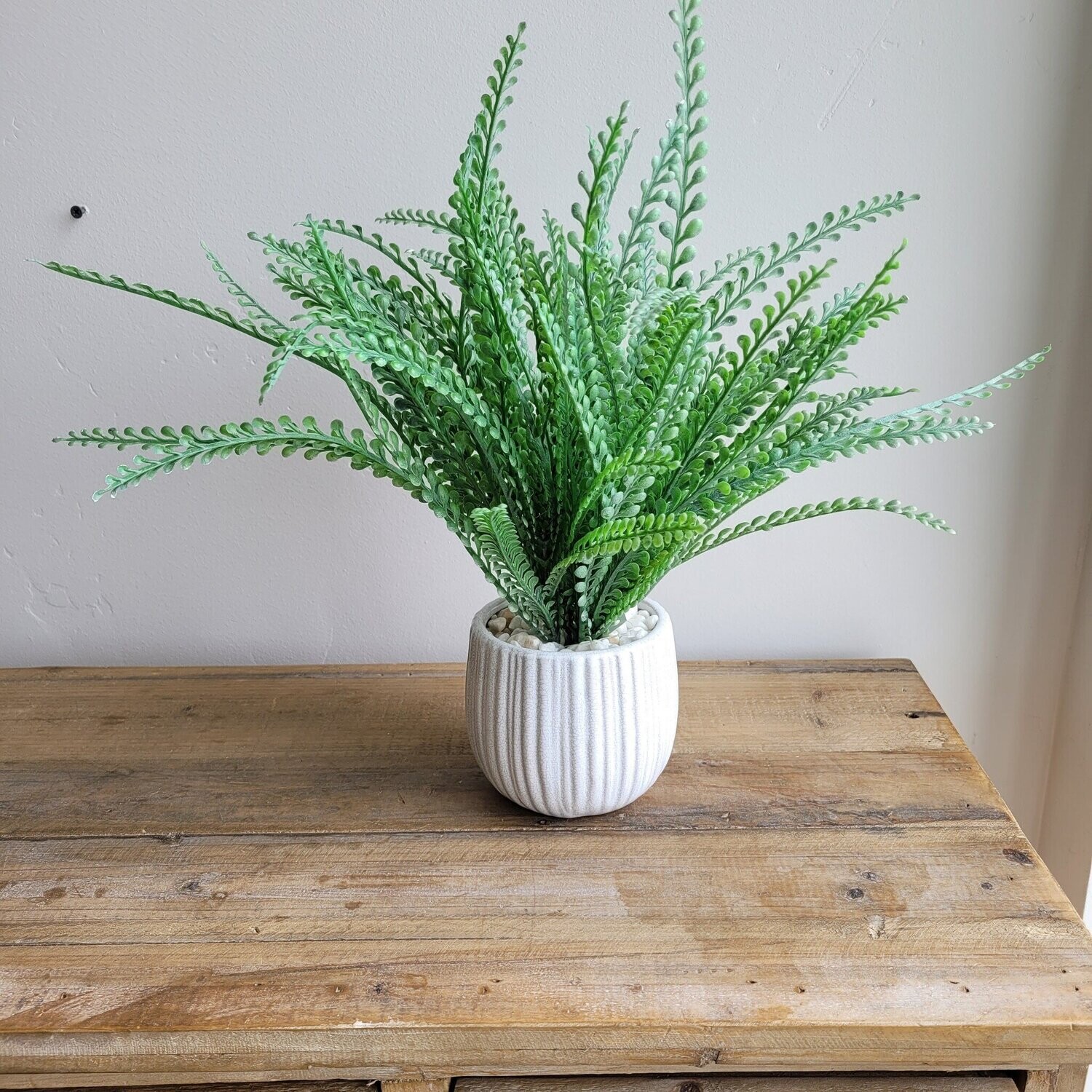 Peacock Grass w/ Pot, 12&quot;