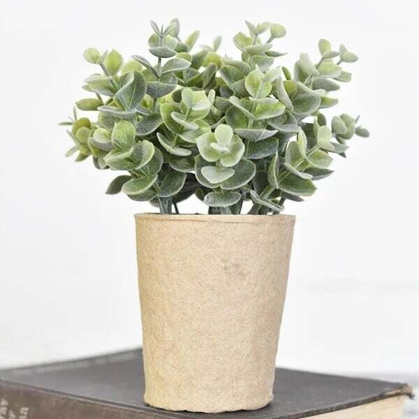 Eucalyptus In Paper Pot