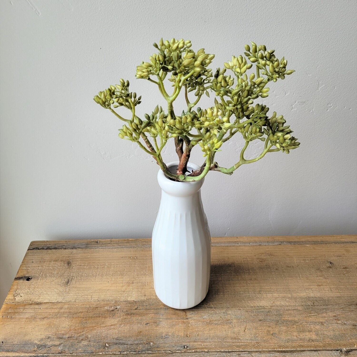 Soft Touch Sedum Bush, 9&quot;
