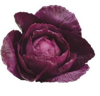 Faux Baby Cabbage