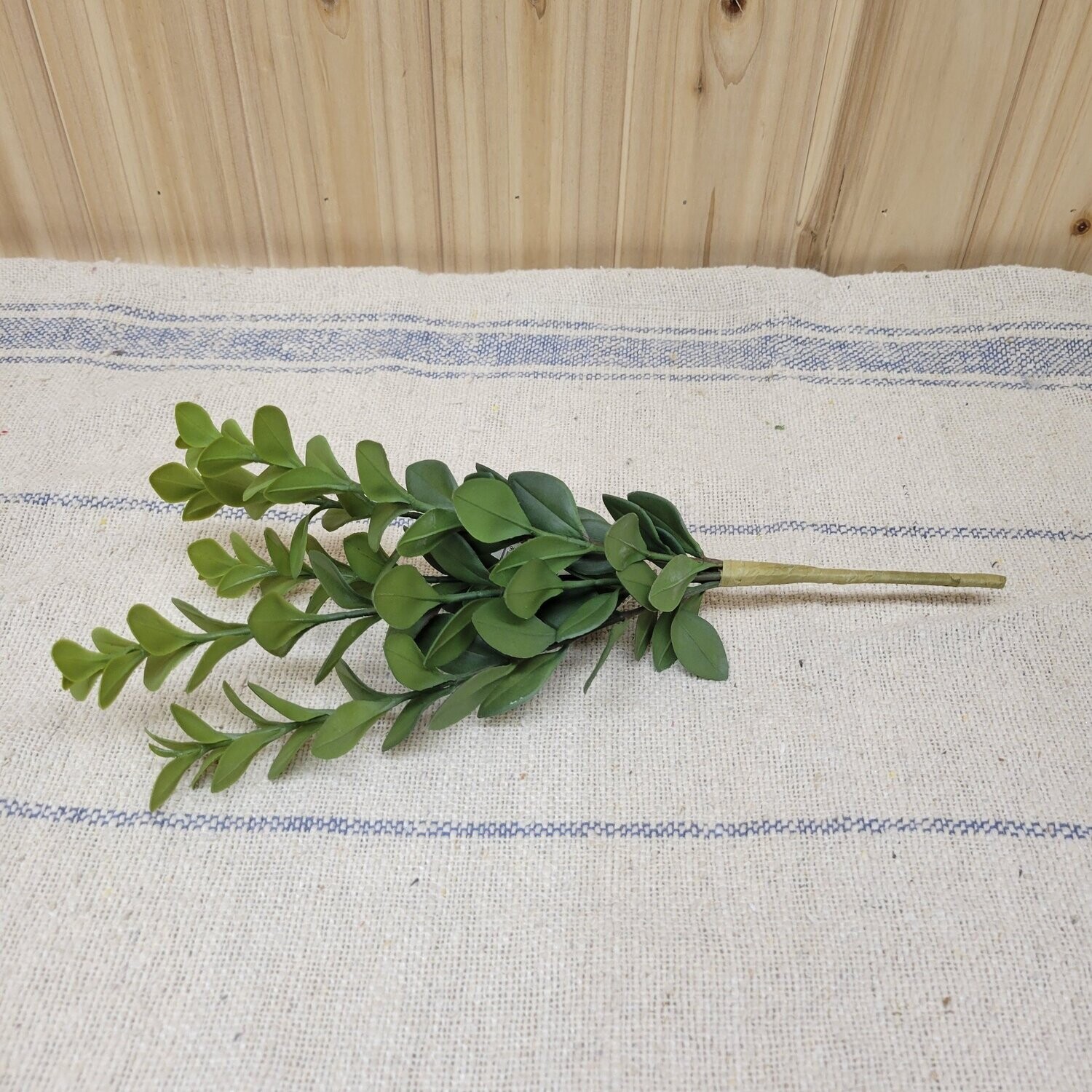 Wintergreen Boxwood Bush,  12.5&quot;
