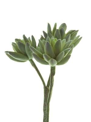 8&quot; Triple Stem Agave