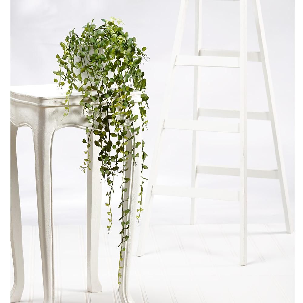Button Leaf Hanging Bush, 39&quot;