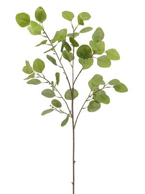 Eucalyptus Leaf 36&#39;&#39;