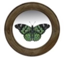PS323020GN Round Butterfly Art Print Green