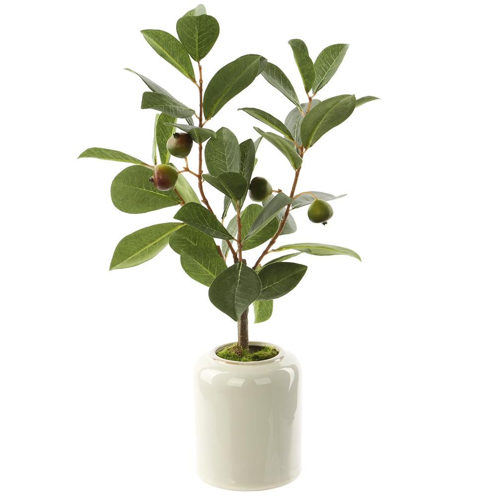 Wild Pomegranate Plant 15&quot;