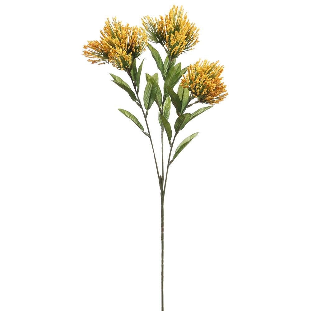 Lion&#39;s Tail Spray Yellow 24&quot;