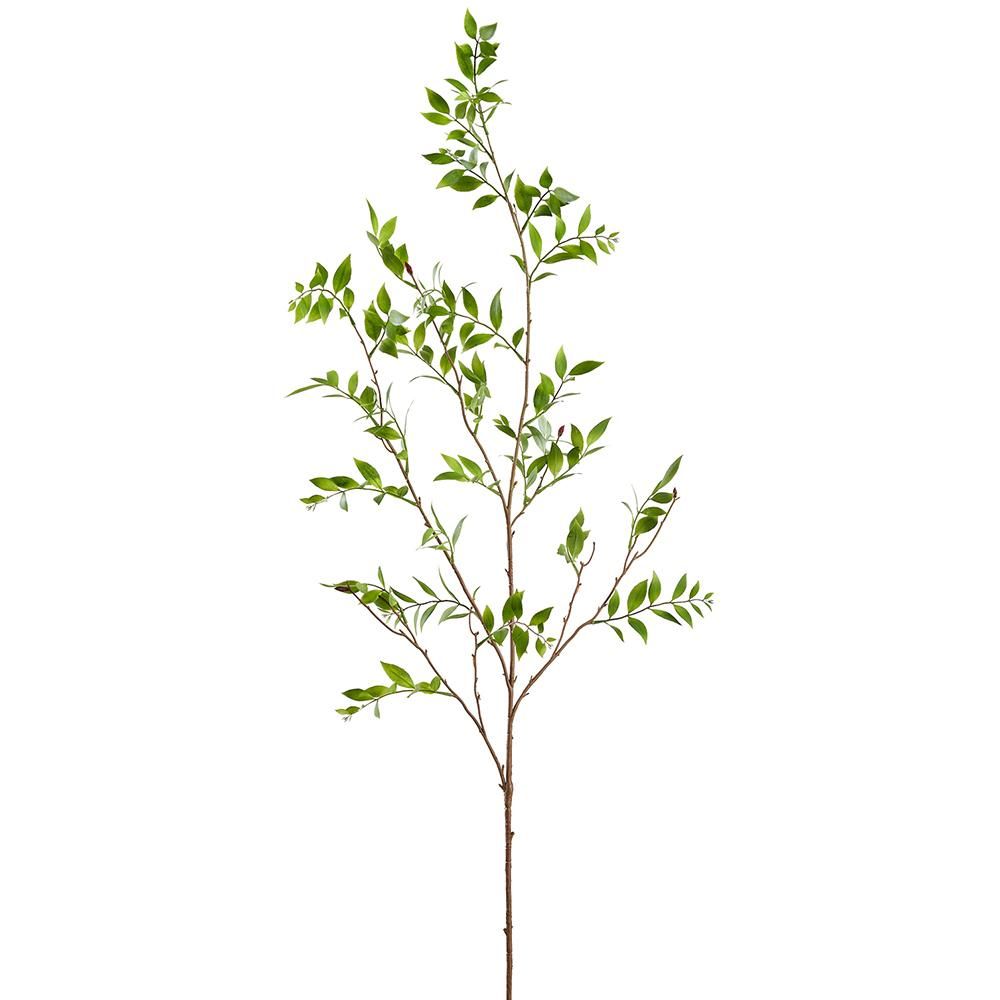 Broadleaf Podocarpus Branch 55&quot;