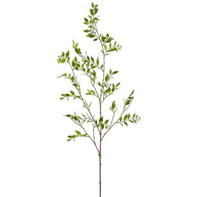 Broadleaf Podocarpus Branch 55&quot;