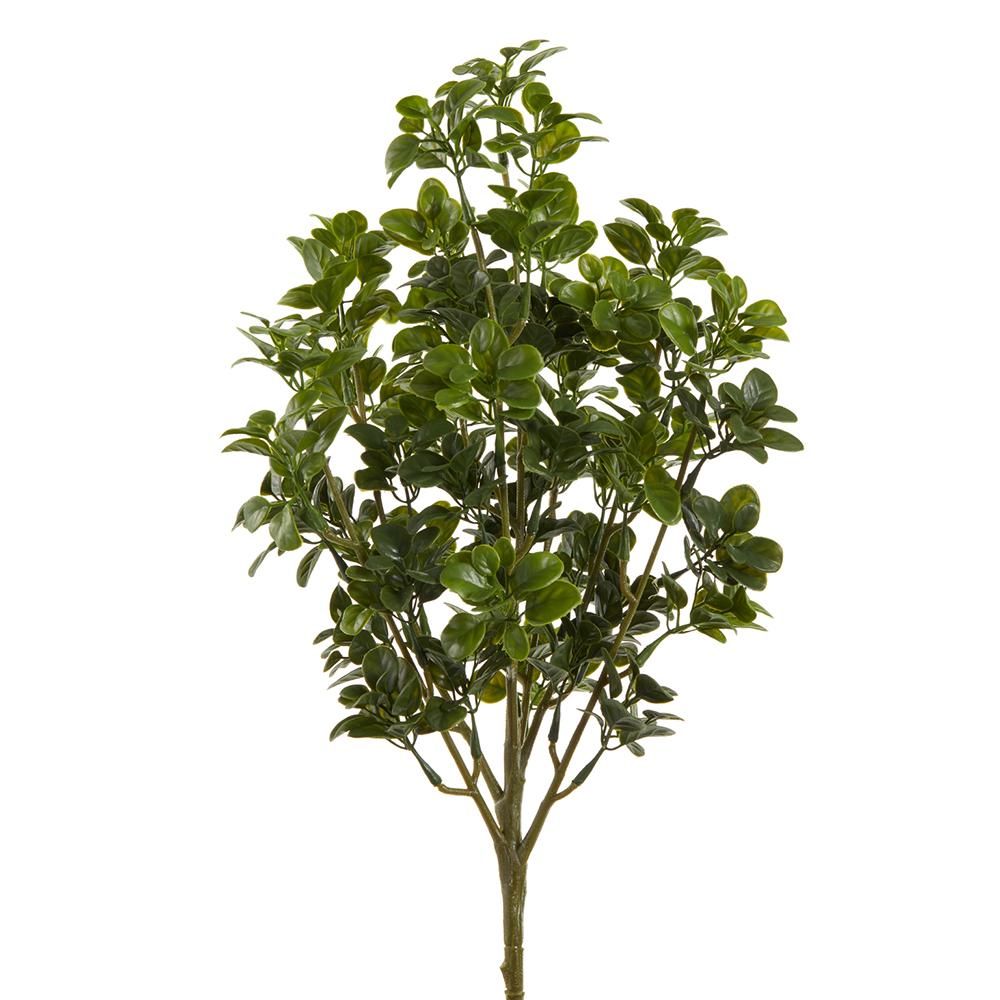 Green Privet Bush 19&quot;