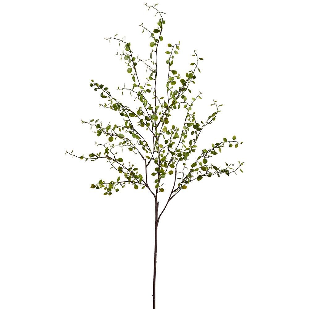 Muehlenbeckia Wire Spray 37&quot;