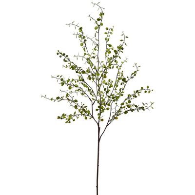 Muehlenbeckia Wire Spray 37&quot;